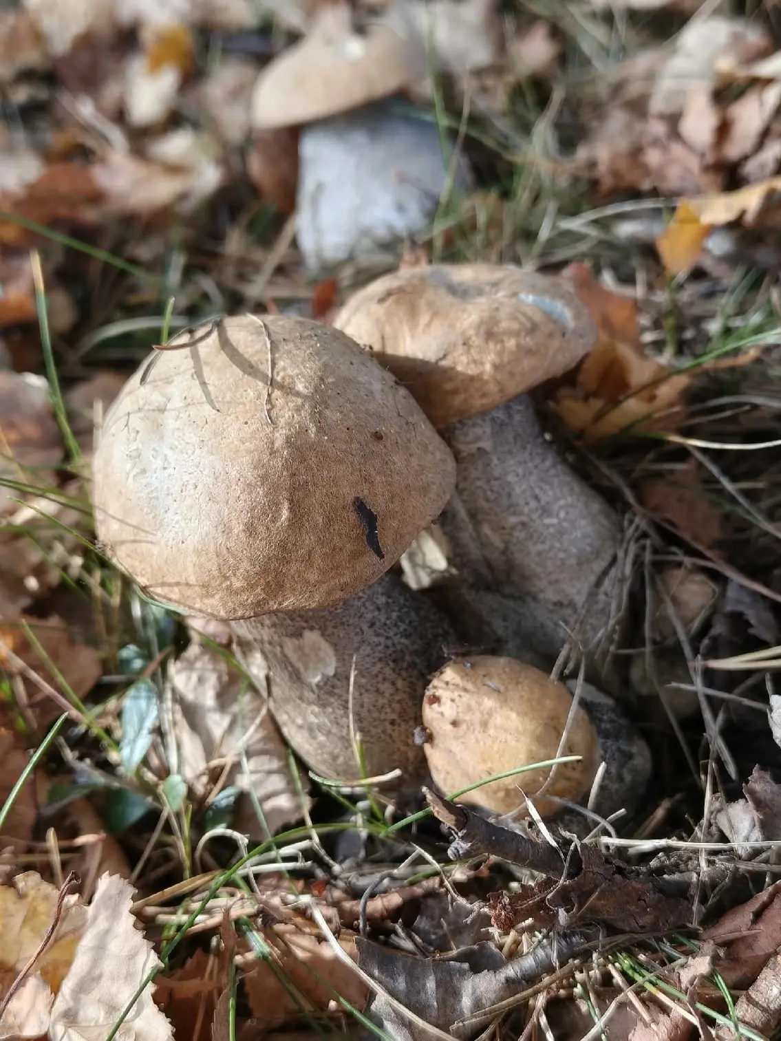 🍄‍🟫Грибы в Великих Луках вышли попрощаться