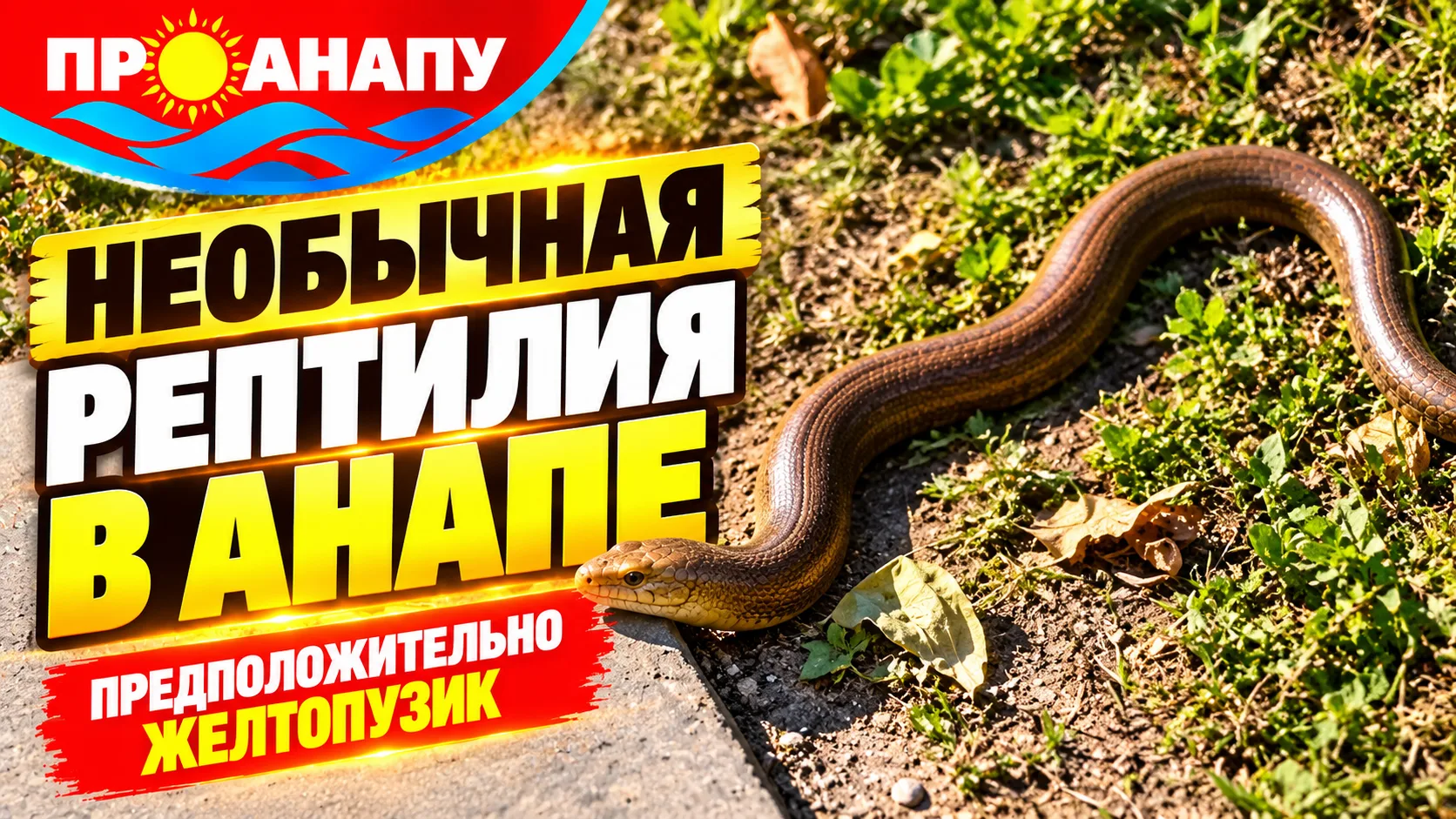 В Анапе на улице Астраханской заметили необычную рептилию — предположительно желтопузика