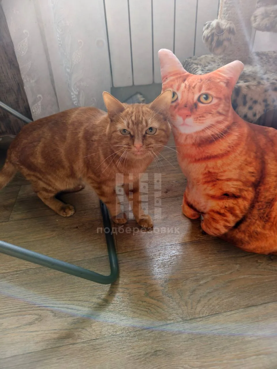 🐈 Рыжий котик Лео пропал в Берёзовском
