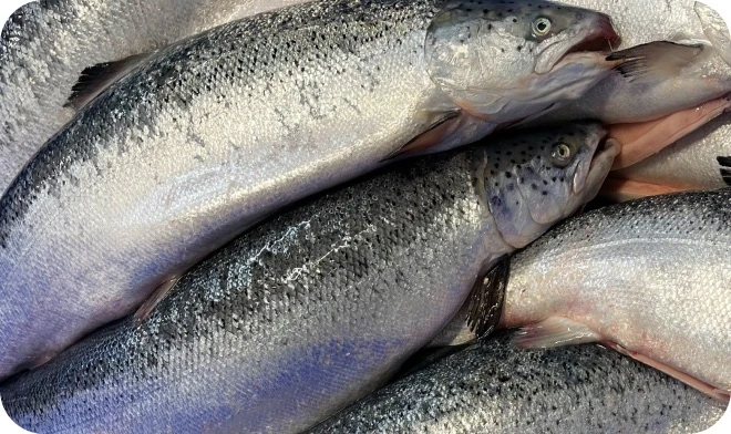 🐟 ФОРЕЛЬ ИЗ МУРМАНСКА — ПРЕДЗАКАЗ НА ПЯТНИЦУ 02.10 🐟