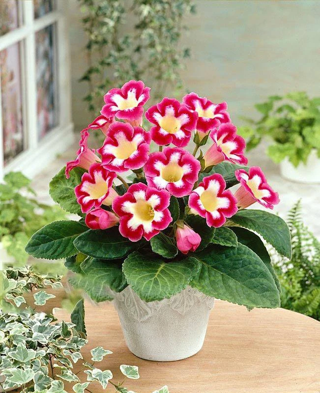 Глоксиния — секреты ухода 🌸
