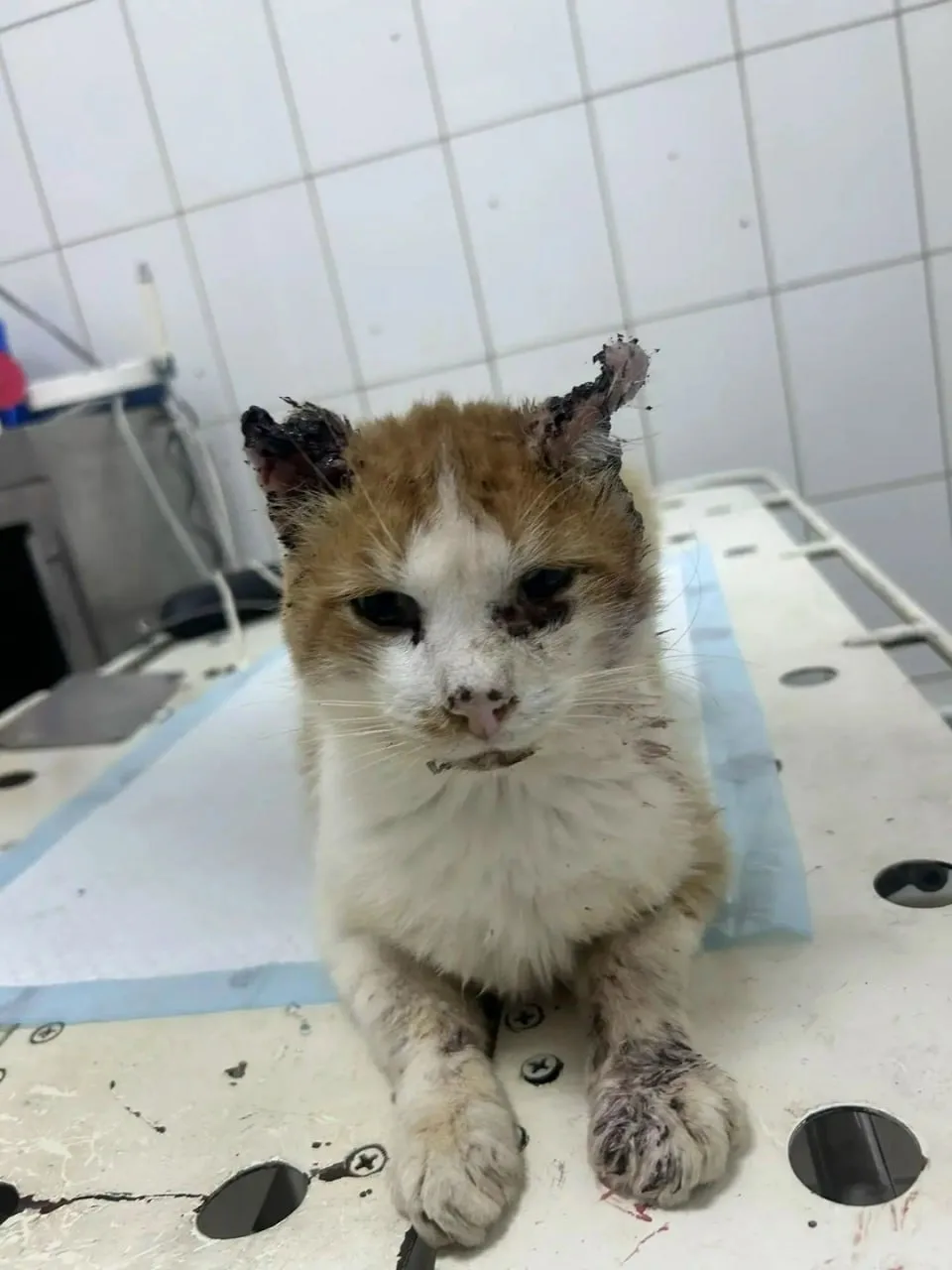 Тверские волонтеры спасают кота, который гнил заживо на ферме.