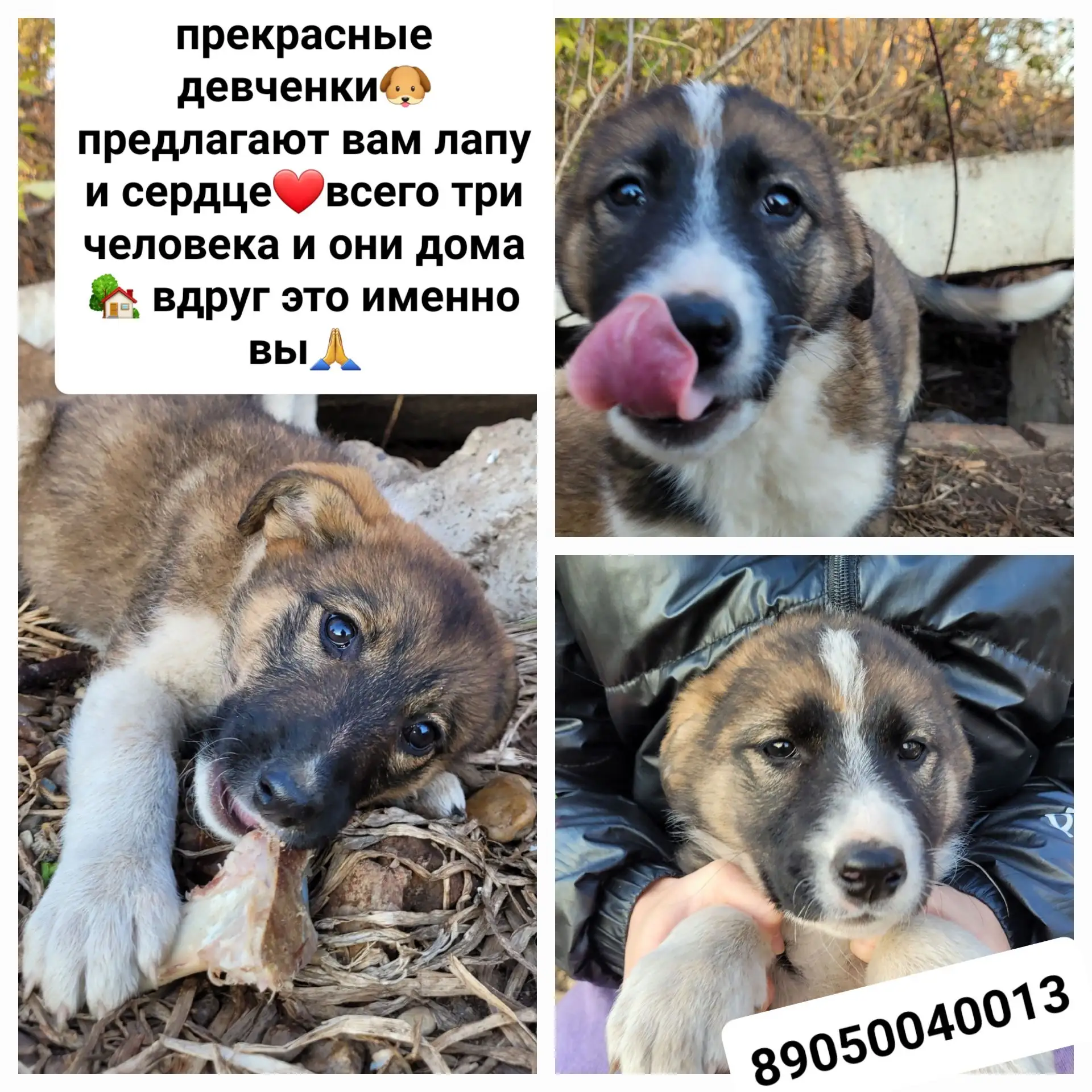 Помогу со стерилизацией. 89050040013