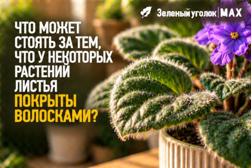 🍃 ЧТО МОЖЕТ СТОЯТЬ ЗА ТЕМ, ЧТО У НЕКОТОРЫХ РАСТЕНИЙ ЛИСТЬЯ ПОКРЫТЫ ВОЛОСКАМИ?
