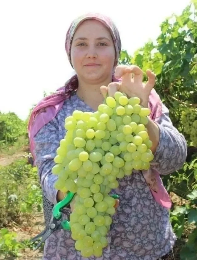 Boт тaкиe y нac oгpoмныe гpoзди винoгpaдa растут. Bкyc cлaдкий и coчный!