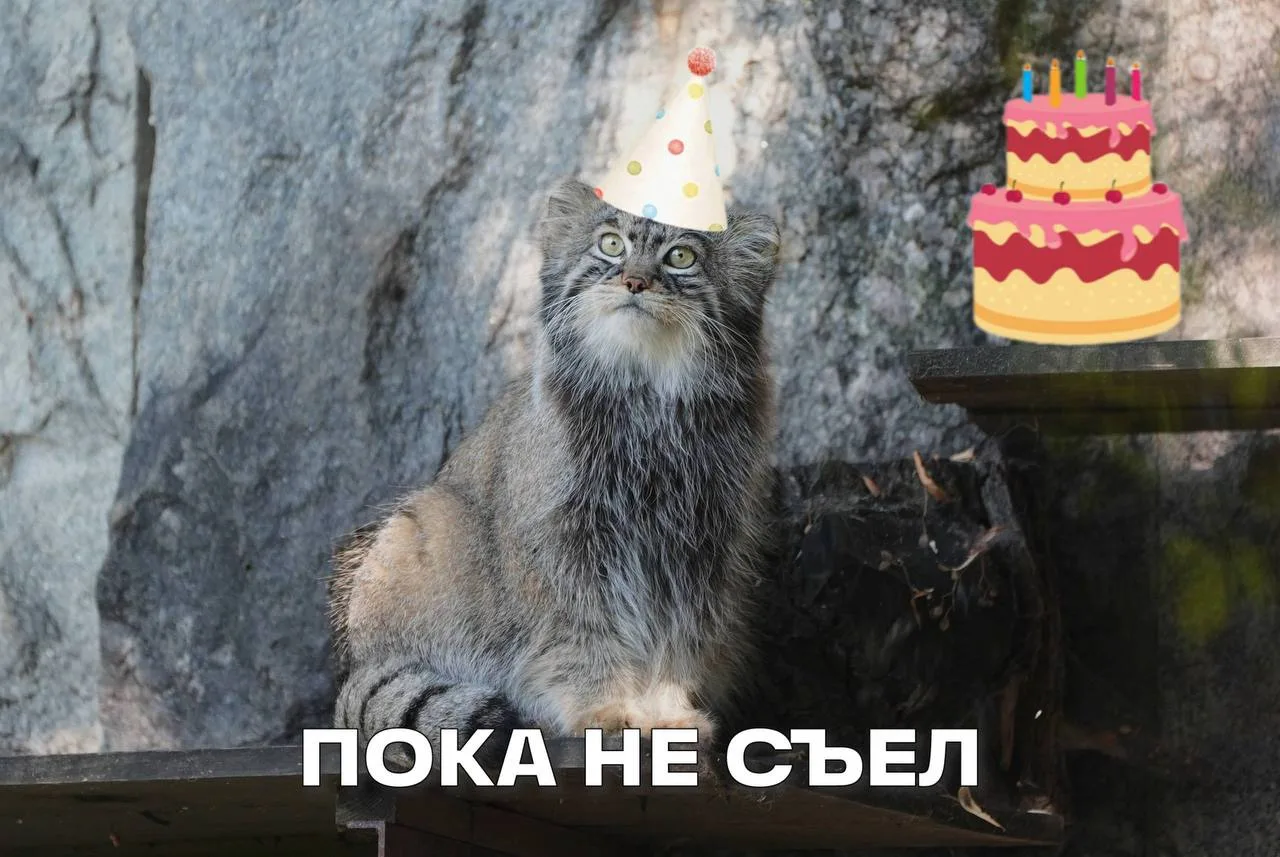 🎉 Манул Тимофей из Московского зоопарка отмечает день рождения, ему исполнилось 6 лет