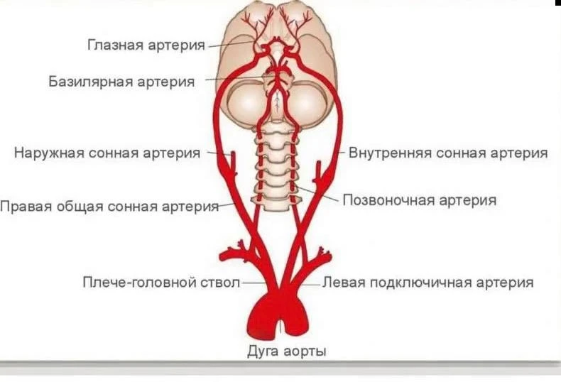 МИФ О «ПЕРЕЖАТИИ» СОСУДОВ ШЕИ: ПОЧЕМУ ШЕЯ НЕ «ПЕРЕКРЫВАЕТ КИСЛОРОД И КРОВОТОК» ВАШЕМУ М...