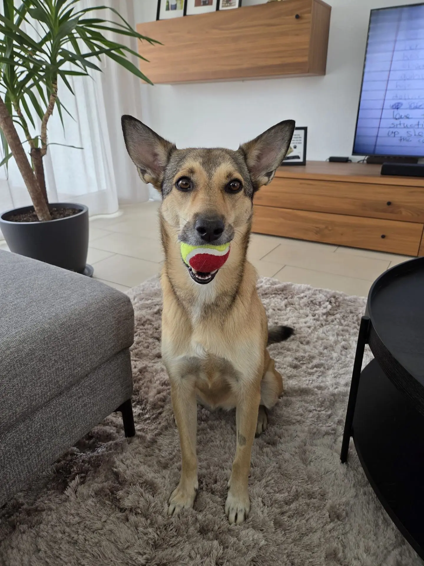 🐕 привет из 🏠