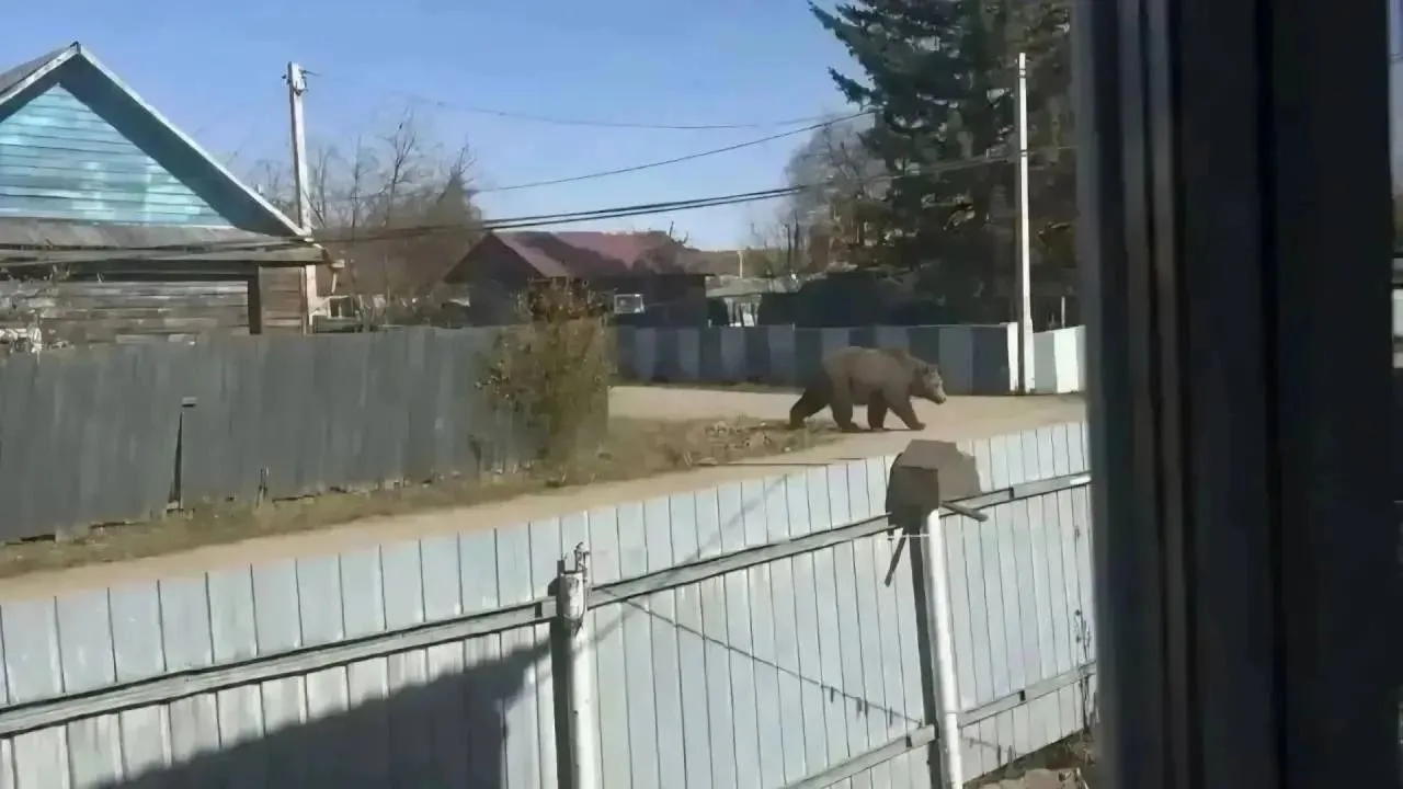 Шутка с ИИ‑медведем 🐻 обернулась для жительницы Магдагача реальным штрафом и масштабно...