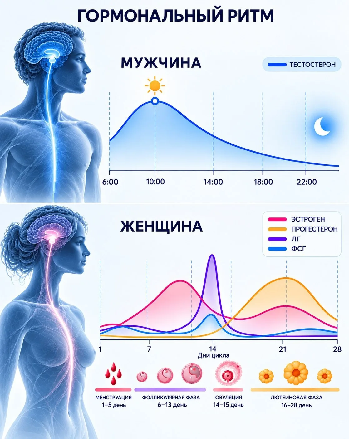 ГОРМОНАЛЬНЫЙ РИТМ