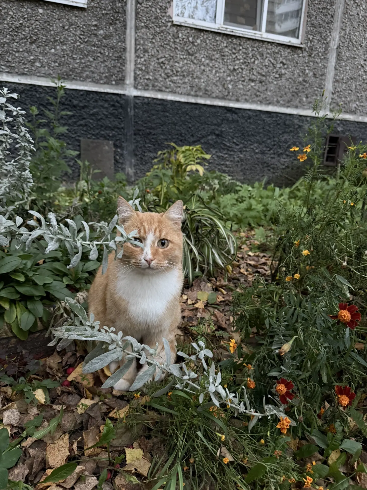 Найден кот на улице Олега Кошевого