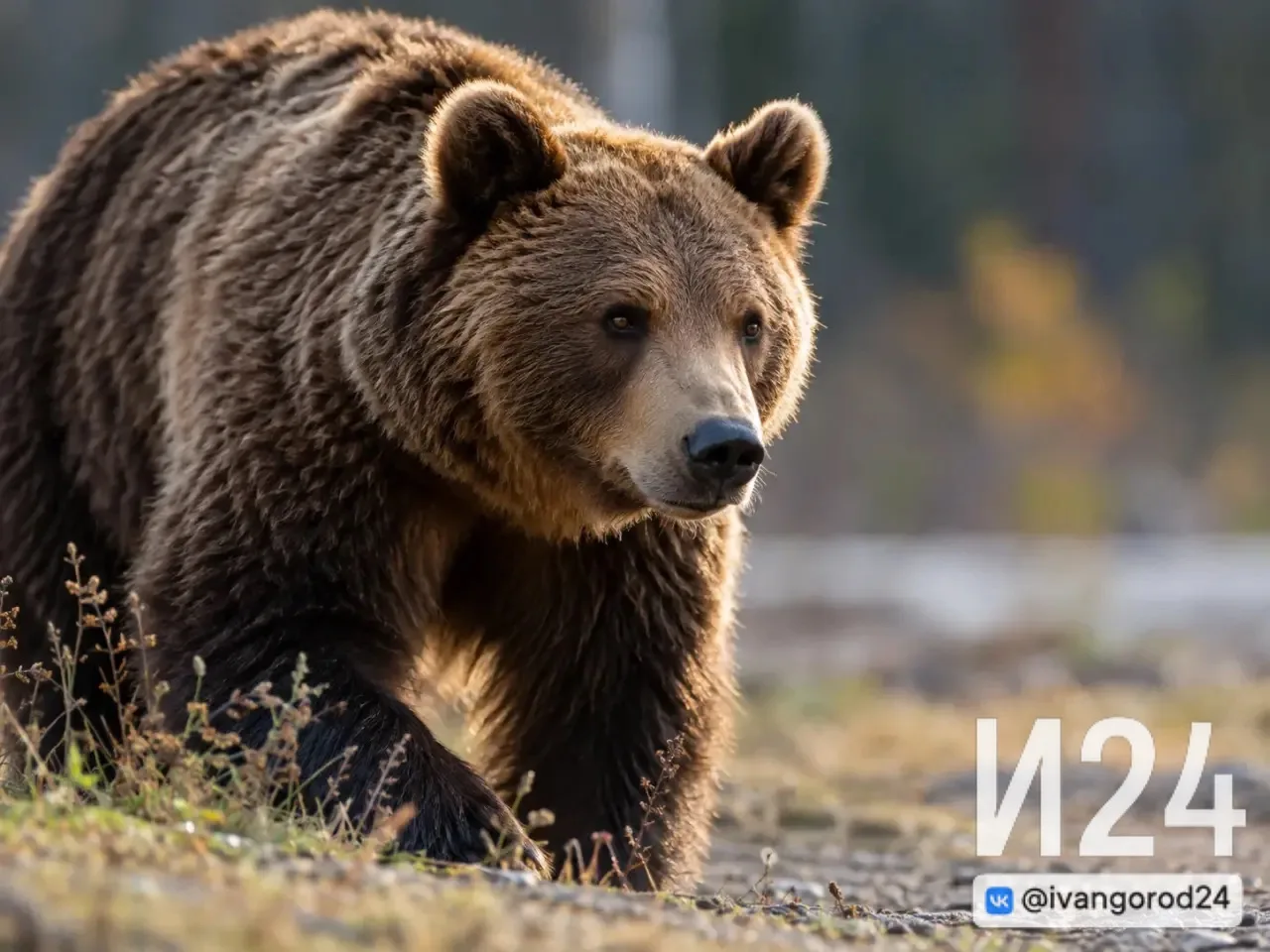🐻 Медведь на Парусинке? «Ивангород 24» разбирается в ситуации