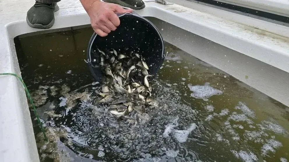🐟 В Клязьминское водохранилище выпустили 42 тысячи мальков сазана