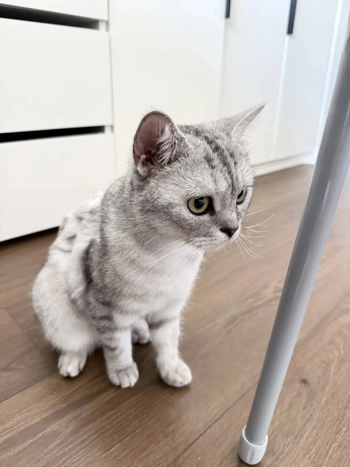 КОШЕЧКА НАШЛА НОВОГО - ЛЮБЯЩЕГО ХОЗЯИНА! 😊😊😊
