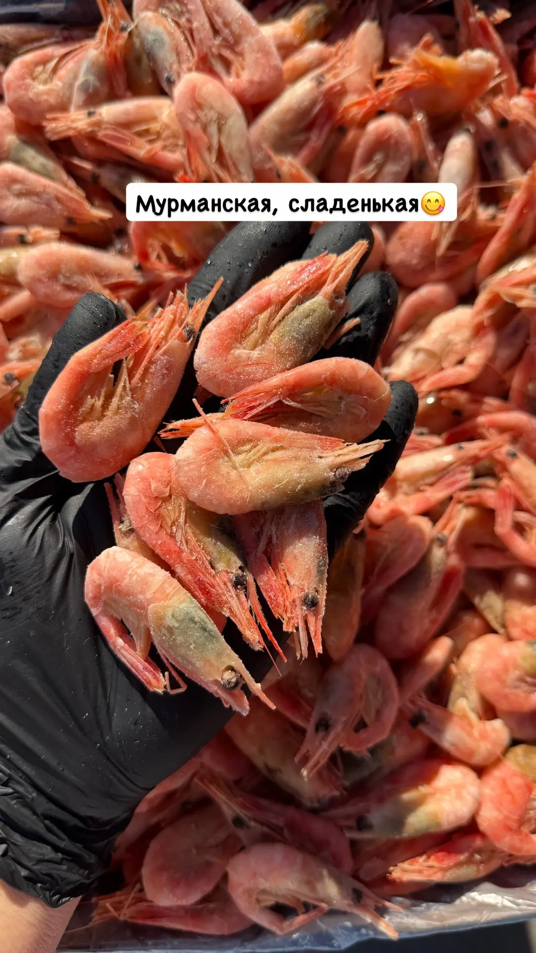 🦐🦐🦐Пусть у всех будет хорошее настроение и креветочки!😁🔥 ❤️‍🔥МУРМАНСКАЯ… — публикация канала «Морские Деликатесы»