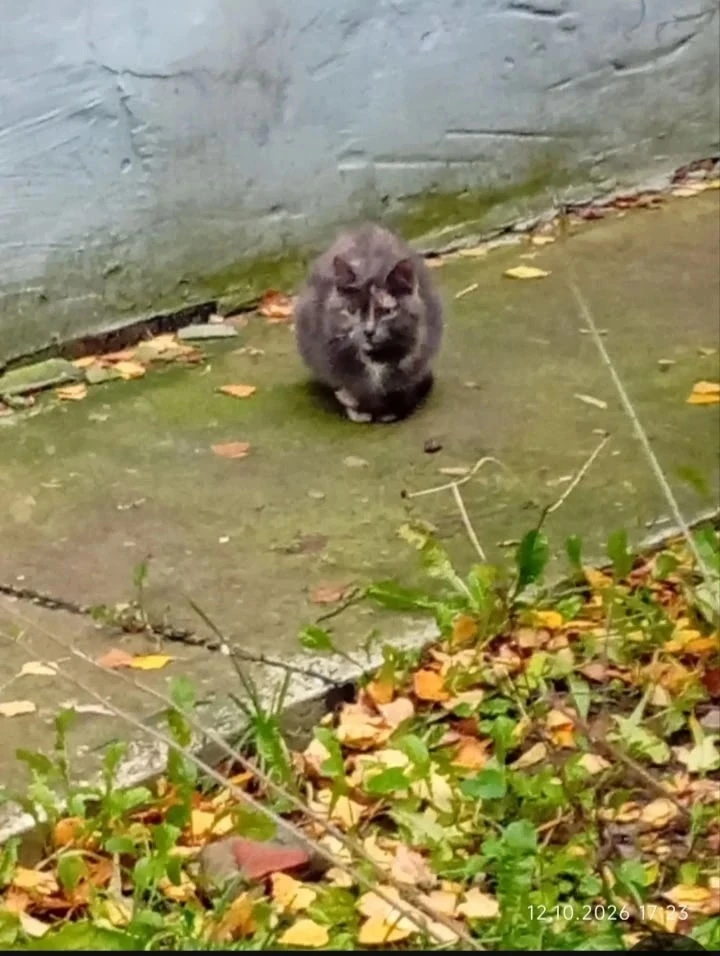 🐾 Она сейчас живет в подвале на Серебрянке 15/2. Когда зовешь, убегает…