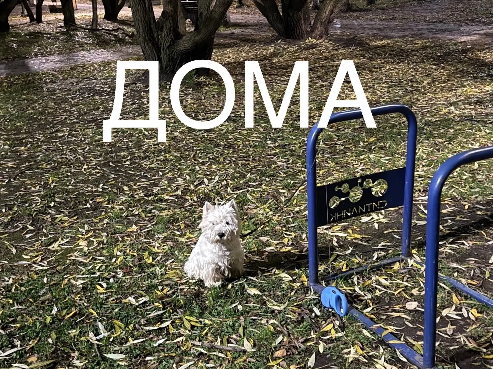 На Древлянке 8-летняя девочка увела чужую собаку от школы.