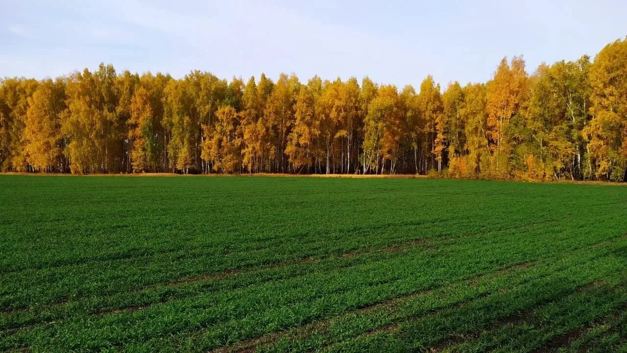 Доброе воскресное утро, дорогие земляки!