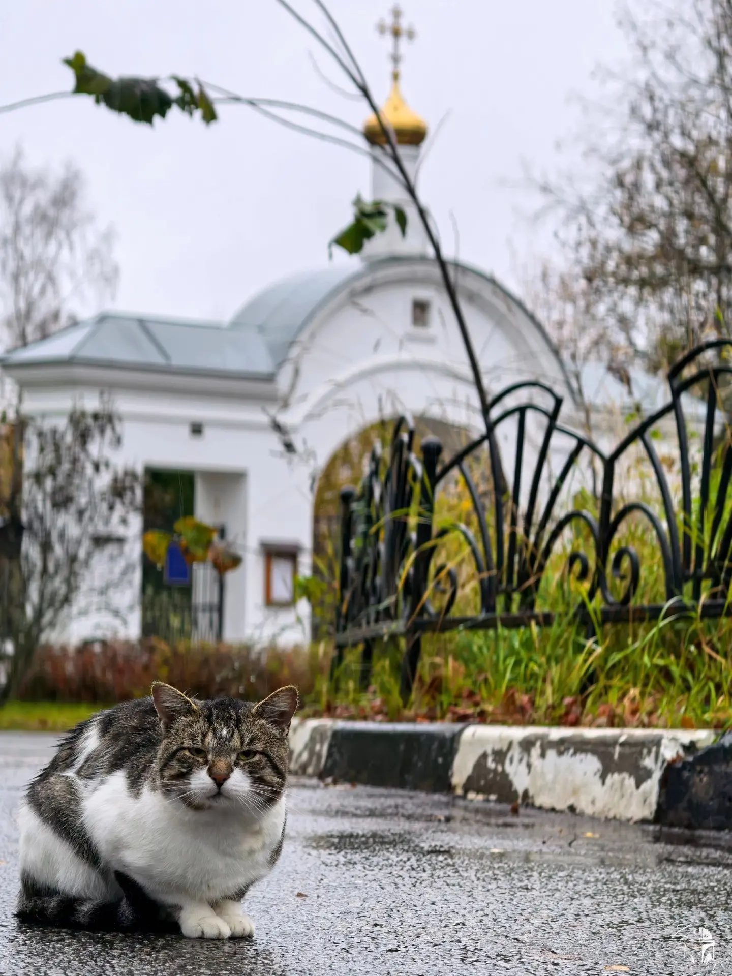 Ратмино. Местные обитатели - Белка и котофей🤳🐿🍂🐈🌳🏙