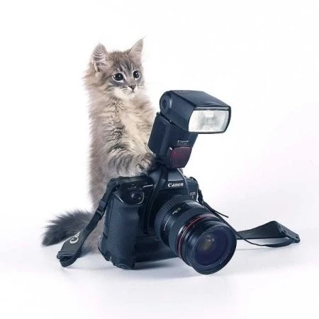 📸 Количество кошек в приюте зашкаливает… Их уже больше 160! 😿