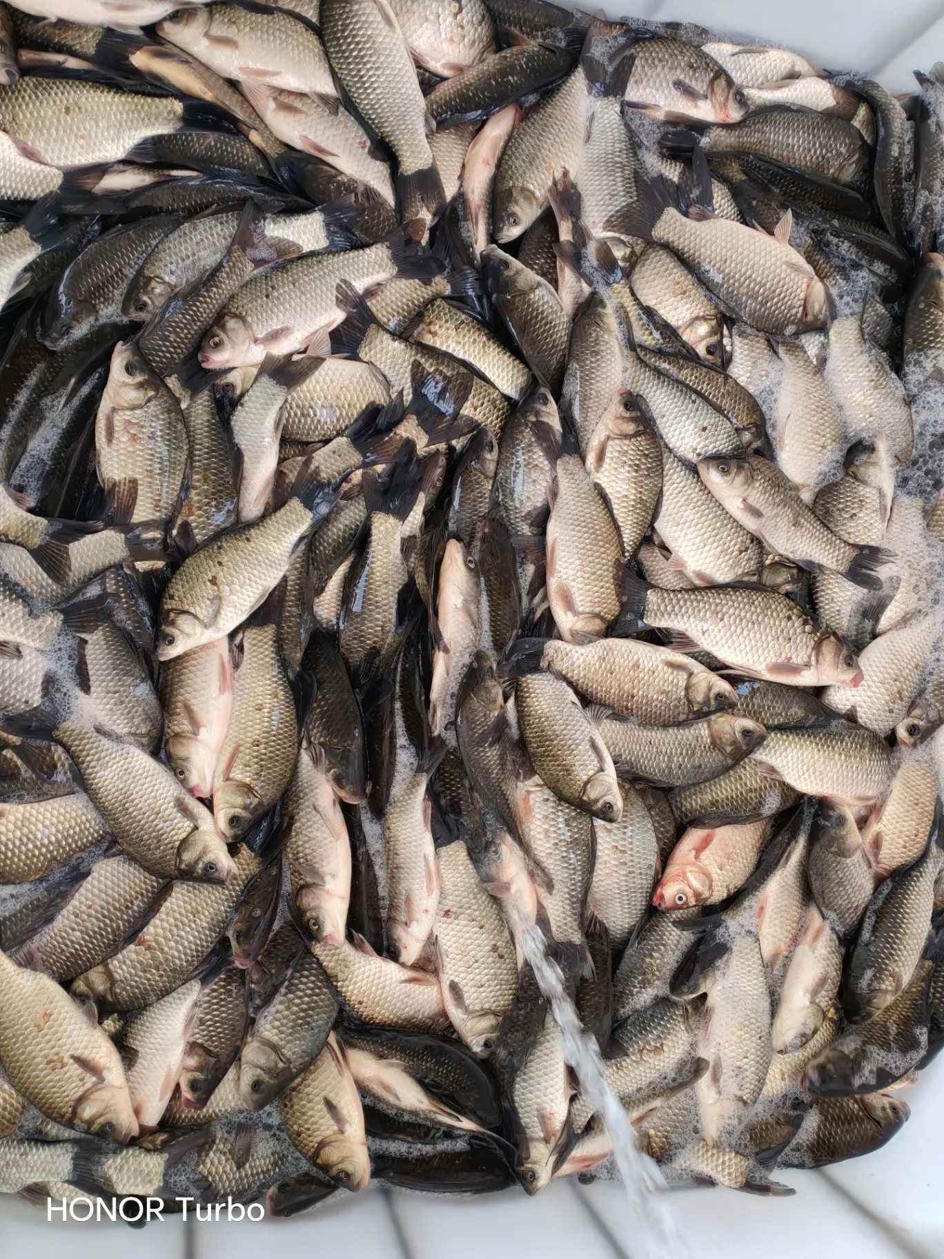 Продам Рыбу Раков