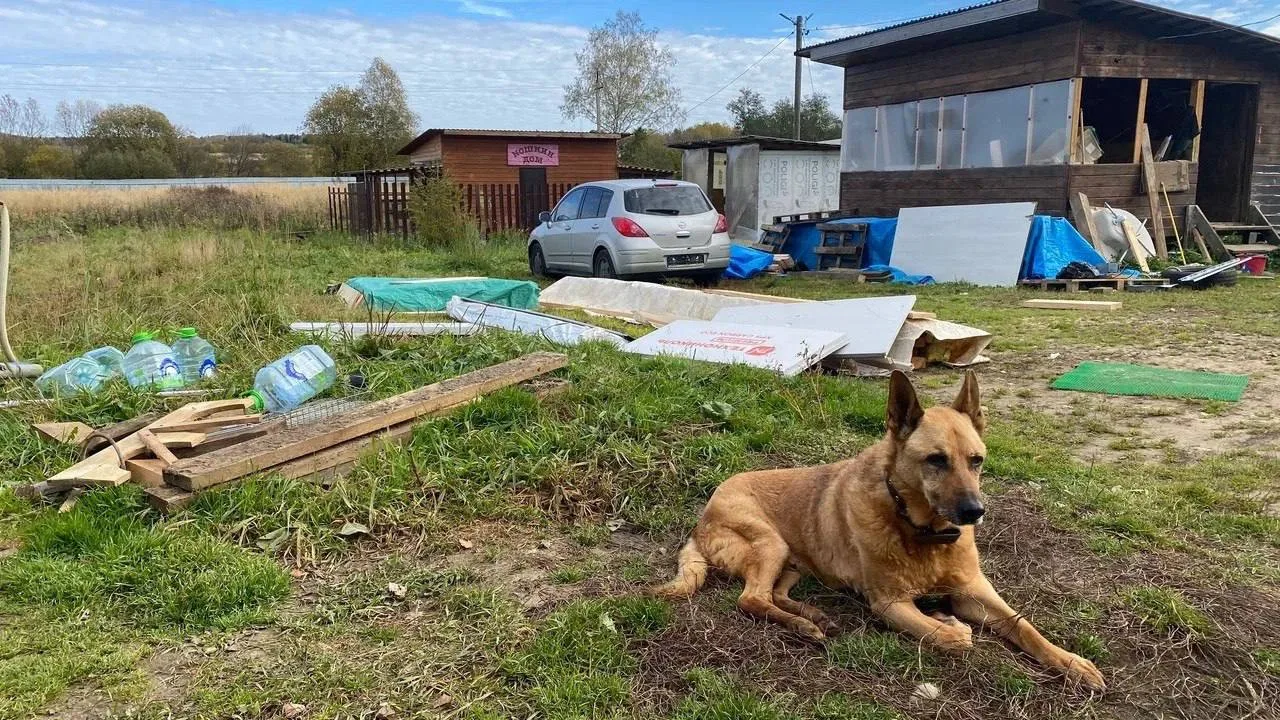 Завтра у нас в приюте, пожалуй, один из самых масштабных волонтёрских дней за последнее...