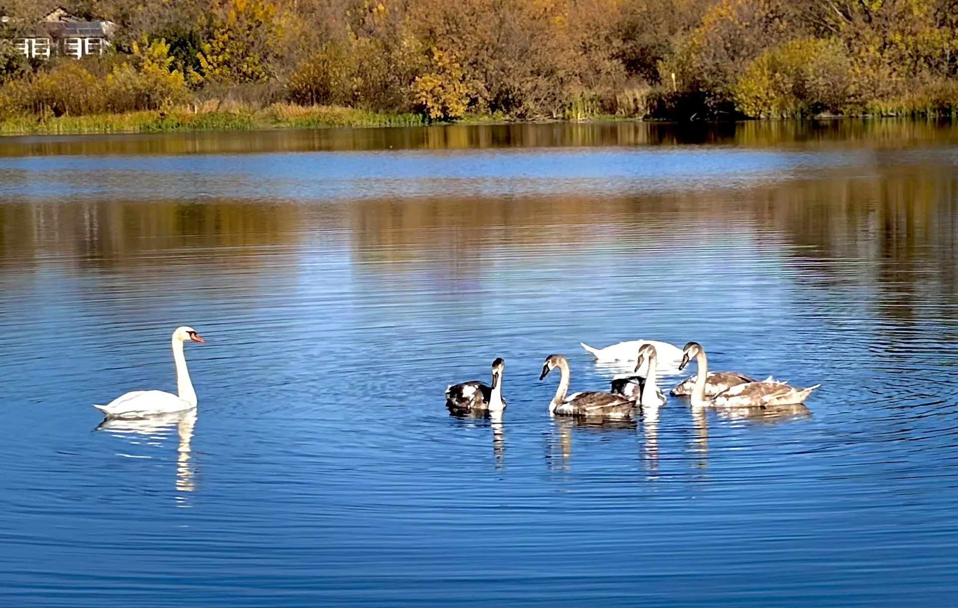🦢 На Кальтовском пруду — лебединое семейство!
