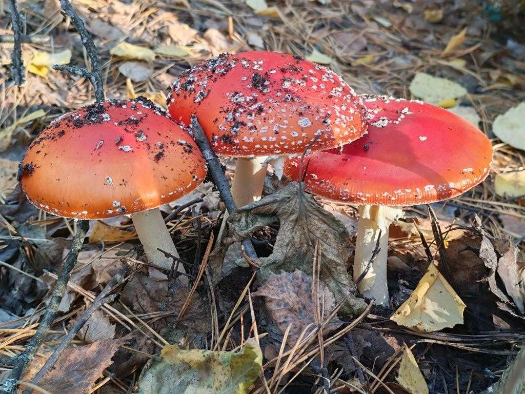 🍁Октябрь в этом году - настоящий подарок ! Пока природа балует нас теплом, юные художн...