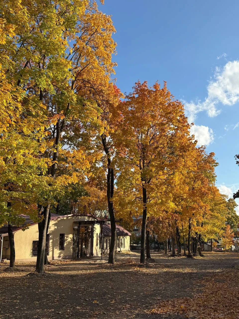 Осенний Центральный Парк🍂