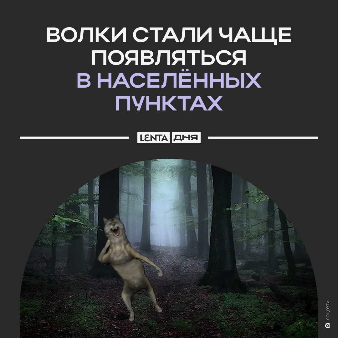 🐺 Волки всё чаще выходят к жилым домам.