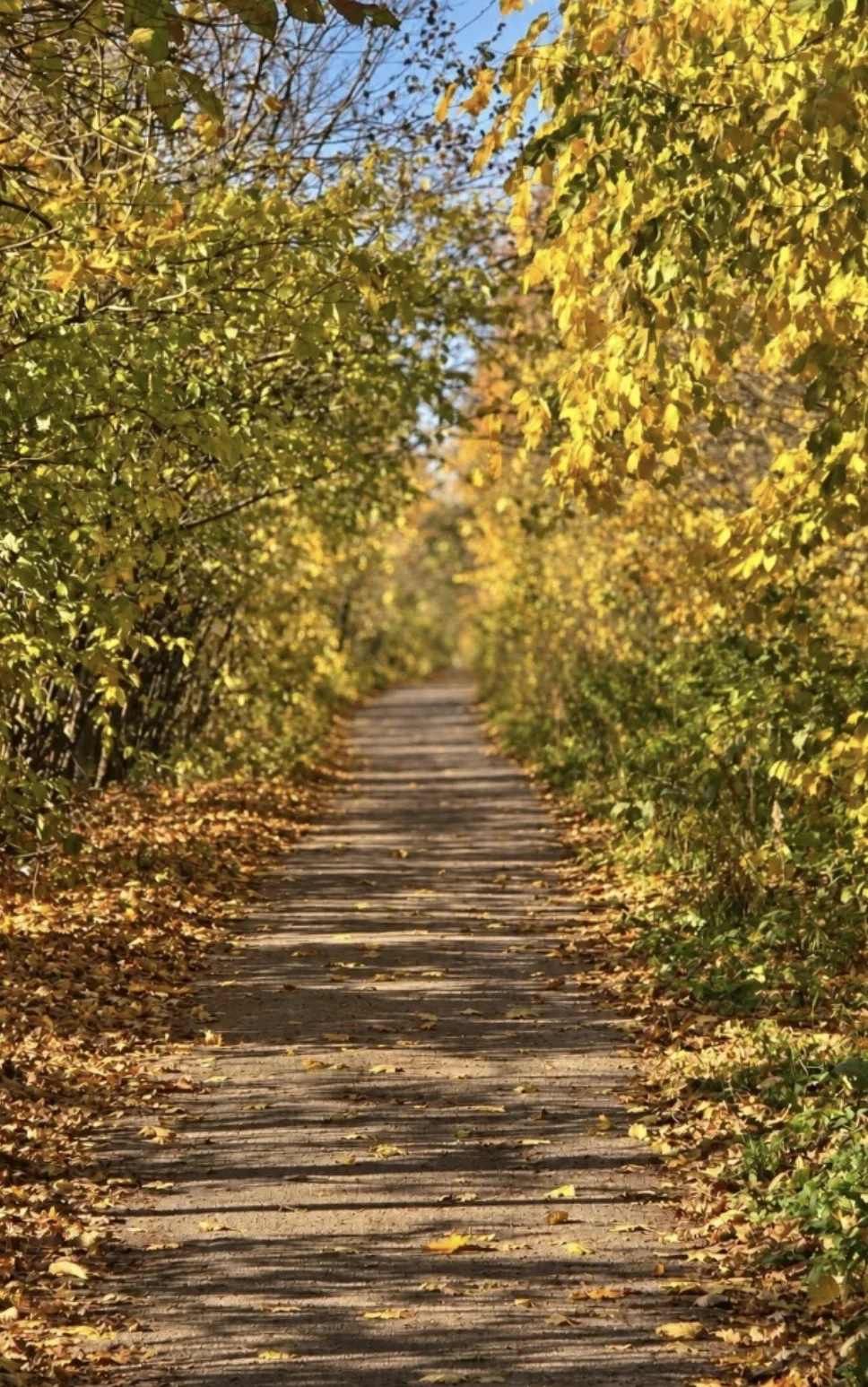 😍 Золотая осень в Чебоксарах
