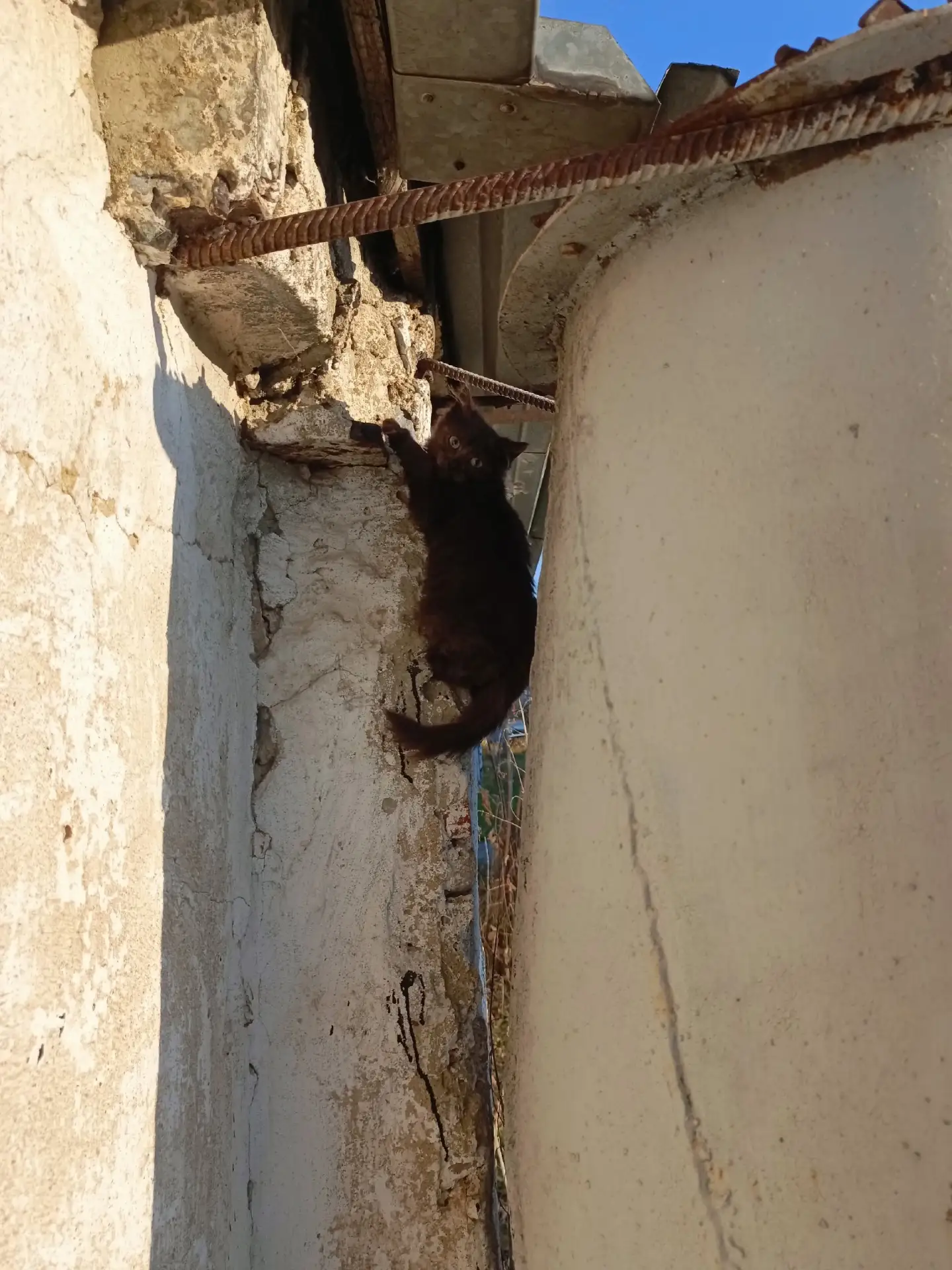 Здравствуйте. В гаражах у Волны появились котята😭 Четверо. Четвертого сфоткать не удал...