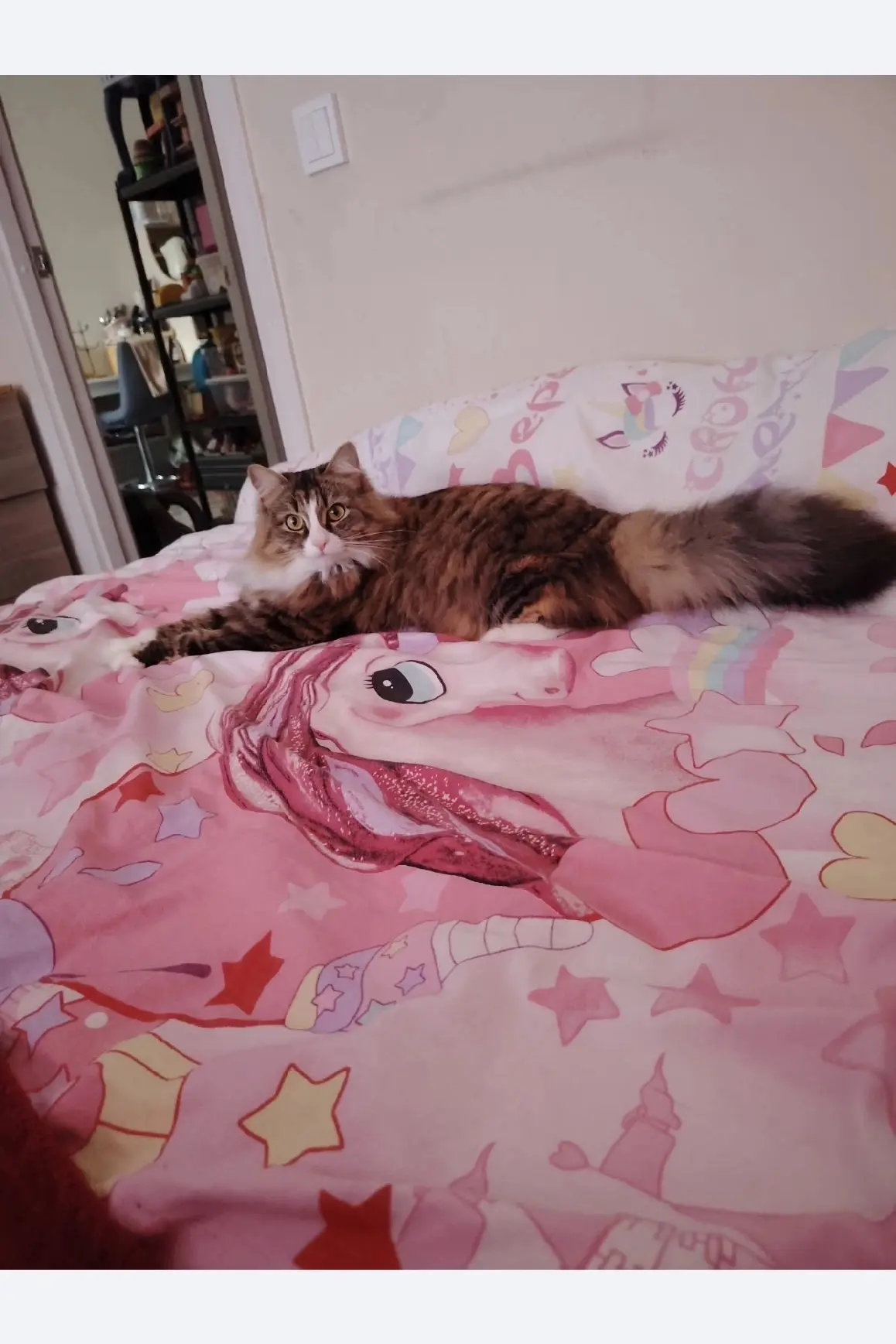 🐾 Помогите найти кошечку, может кто-то её видел, в районе улицы Уфимская 4