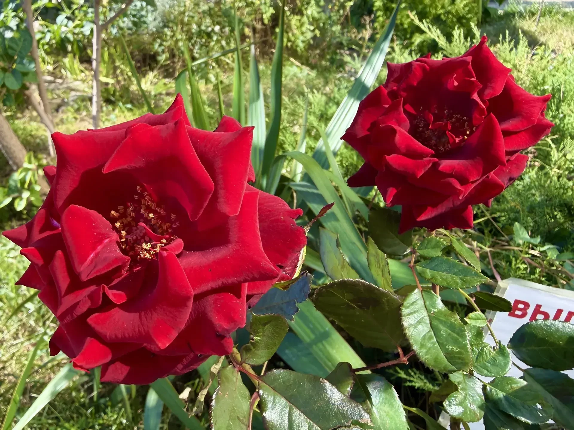 Октябрьские цветы Анапы🌺