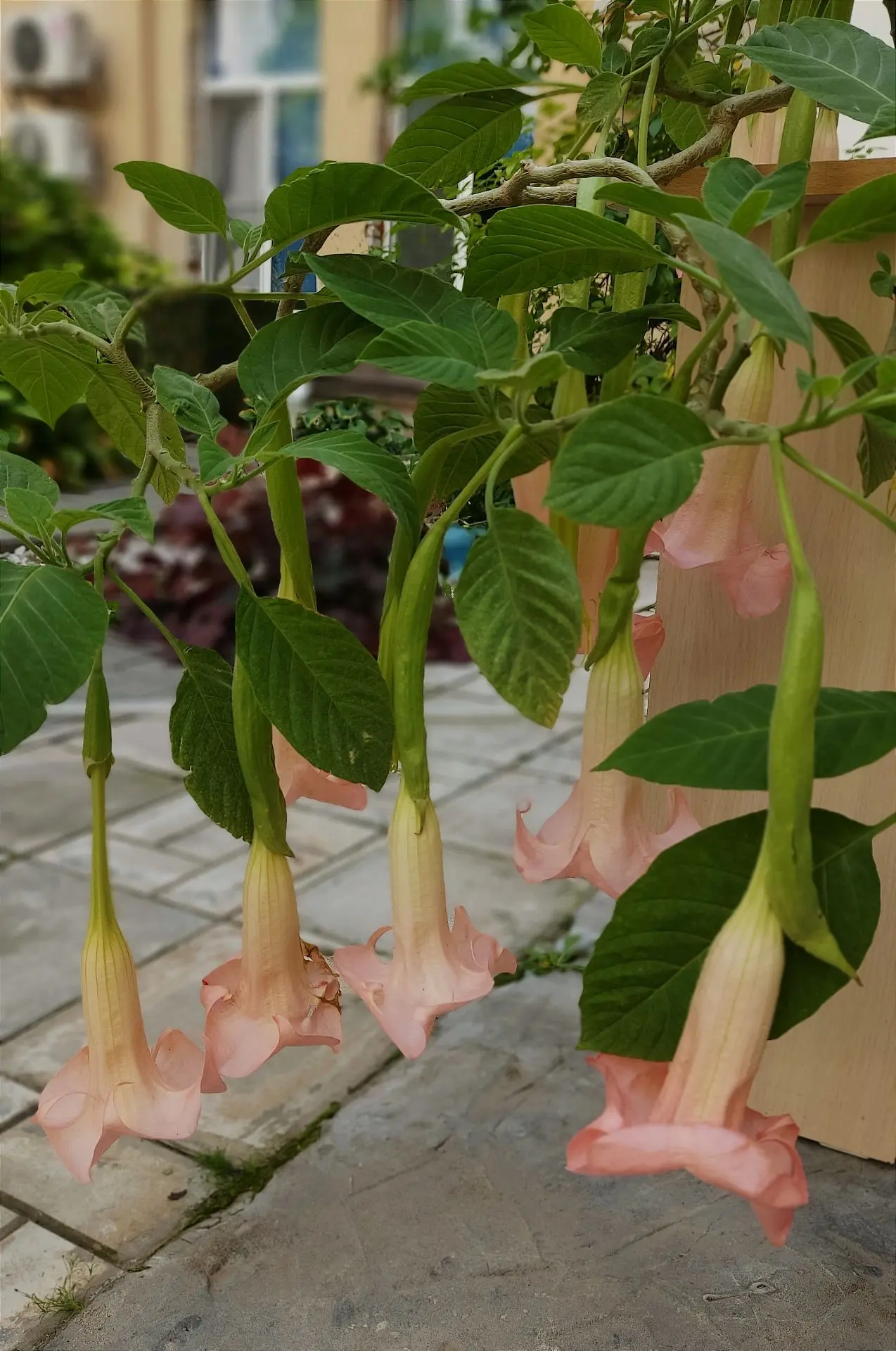 🌿Вечерний осенний сад! 🌿