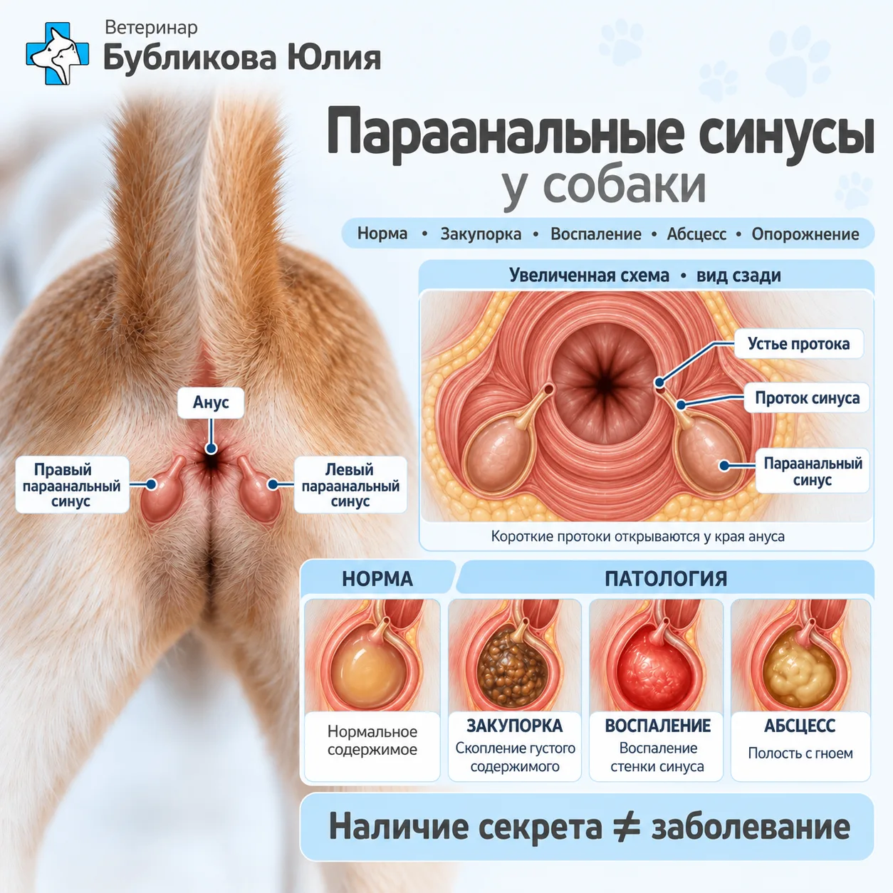 «Нужно почистить железы» - одна из самых частых фраз, которые владельцы слышат про пара...