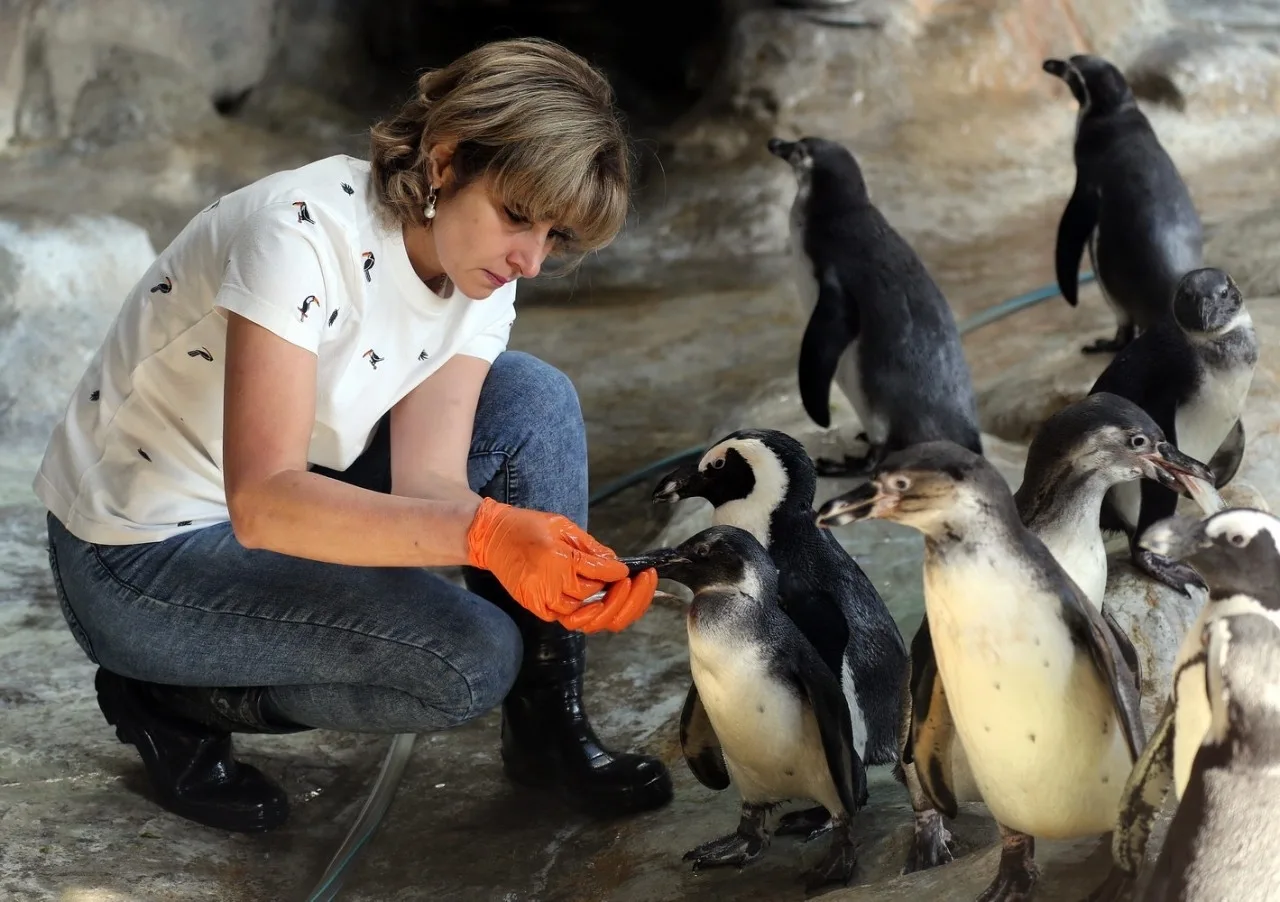 В АНТАРКТИДЕ ИЩУТ СМОТРИТЕЛЯ ЗА ПИНГВИНАМИ ЗА 230 000 РУБЛЕЙ 🐧💰