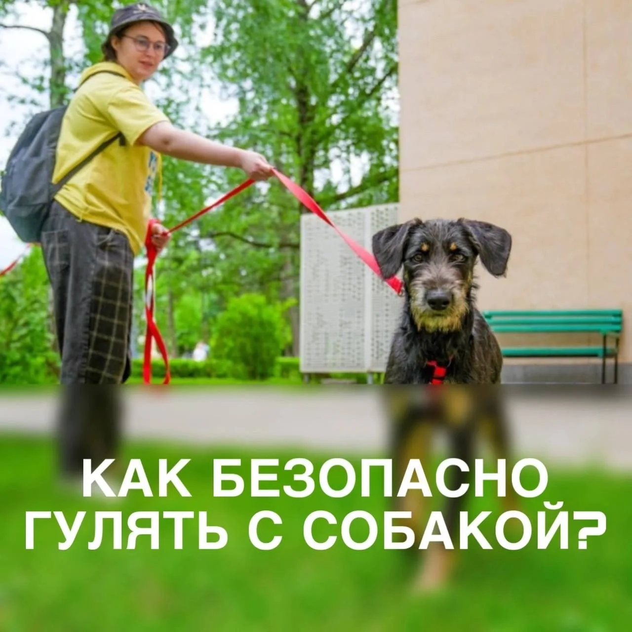 Несколько советов кинологов для безопасных прогулок с собакой👇🏻