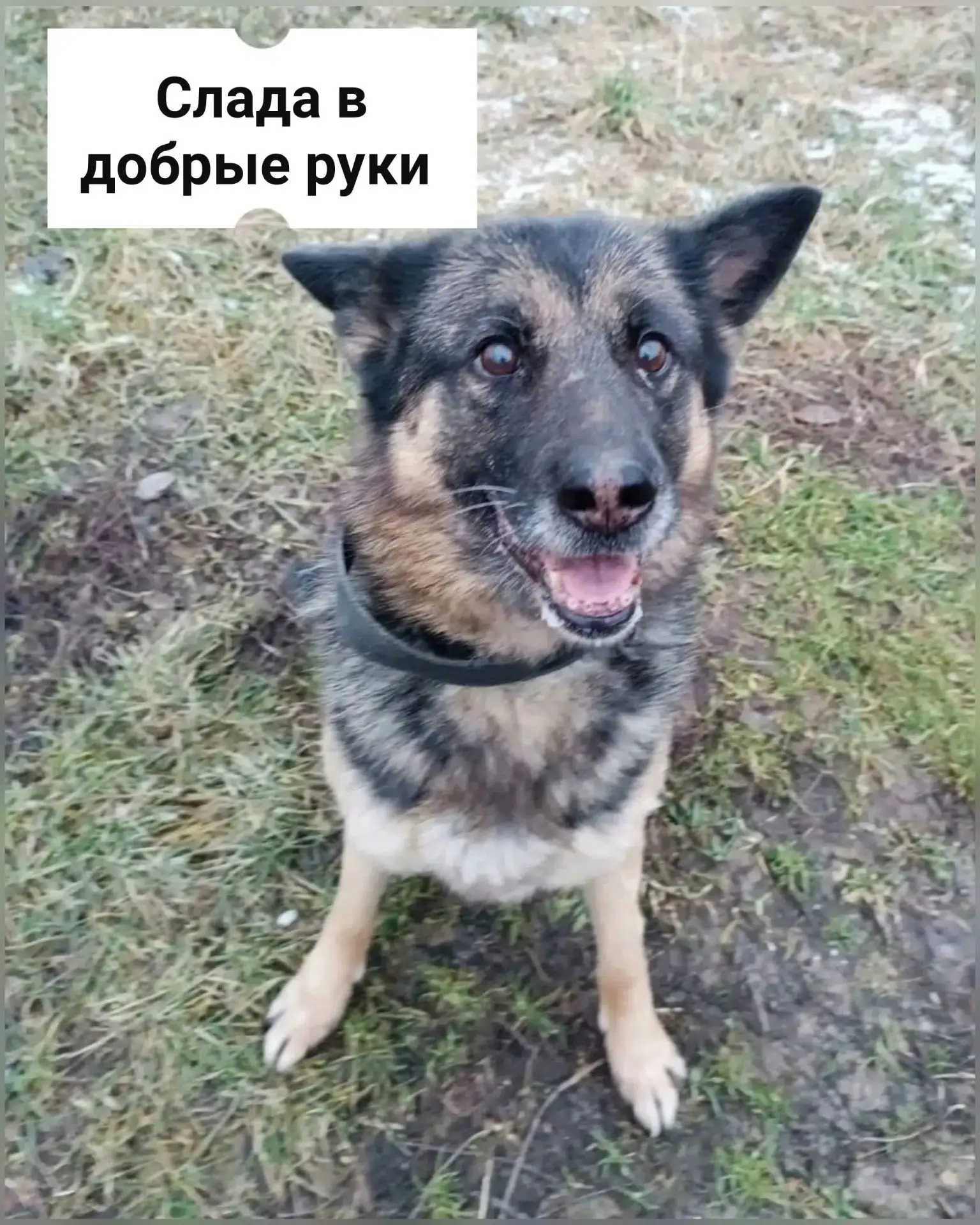 Сладушка все ещё ждёт, когда ее заберут с передержки домой 🥹