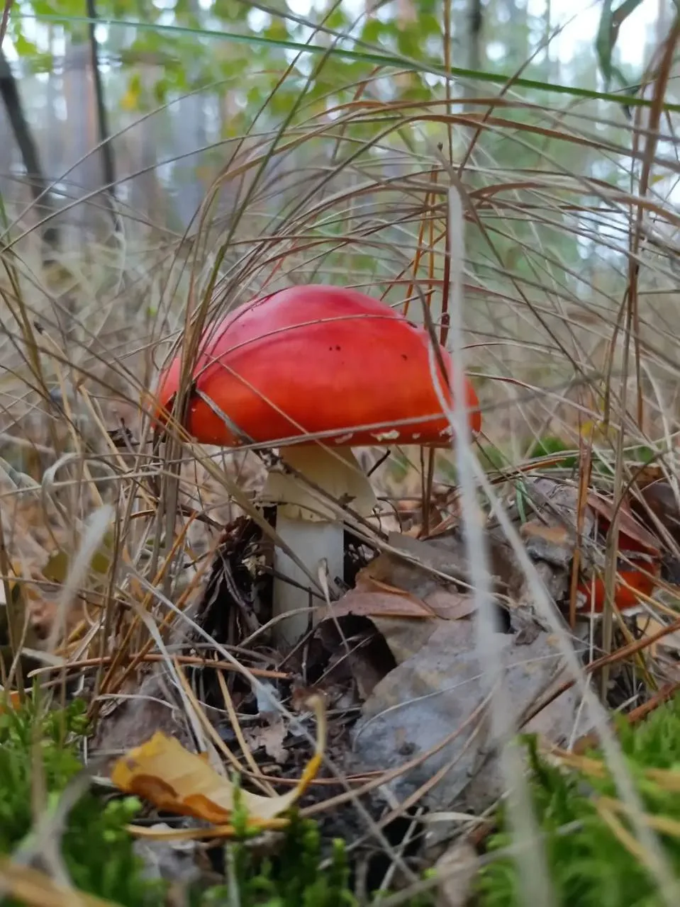 🍄‍🟫 Земляки гордятся грибным уловом