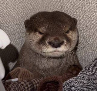 😾 Сегодня — День ворчуна!