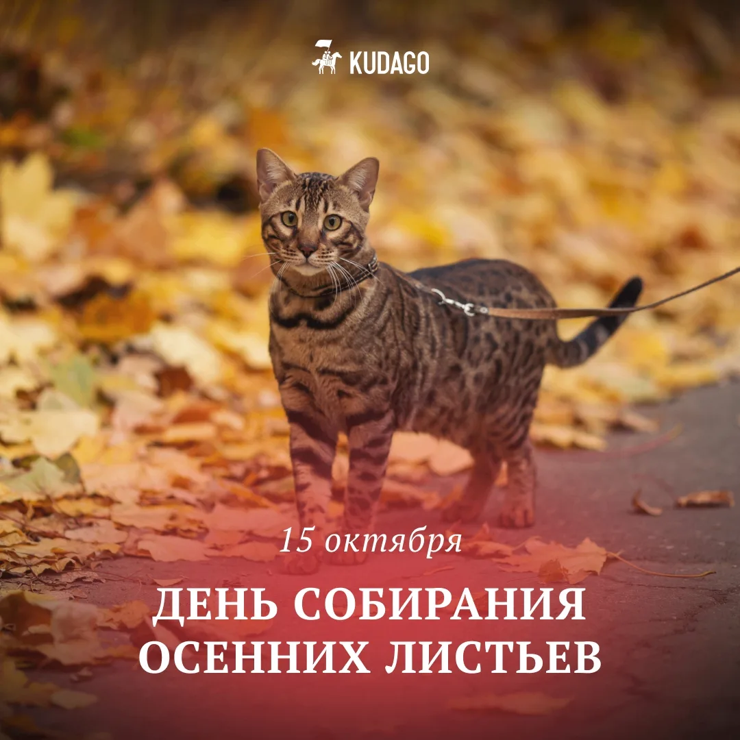 Сегодня — День собирания осенних листьев