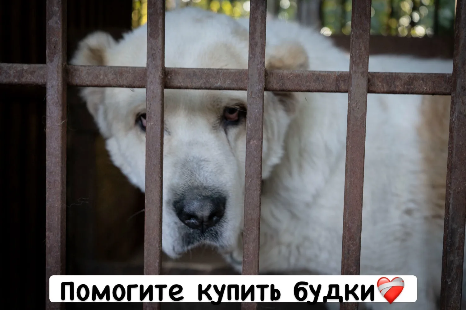 284 000₽ нужно на 15 теплых домиков для собак🆘