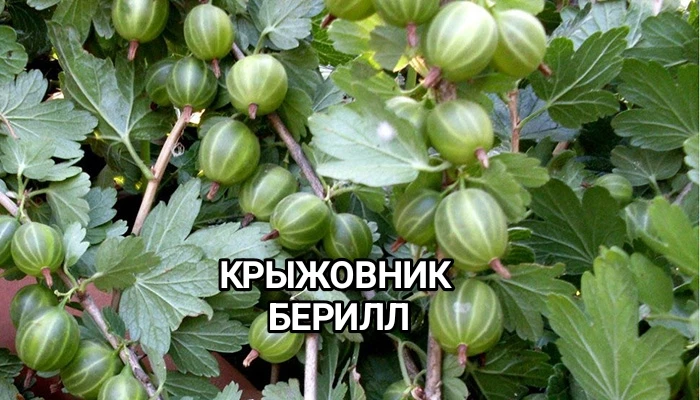 КРЫЖОВНИК «БЕРИЛЛ»