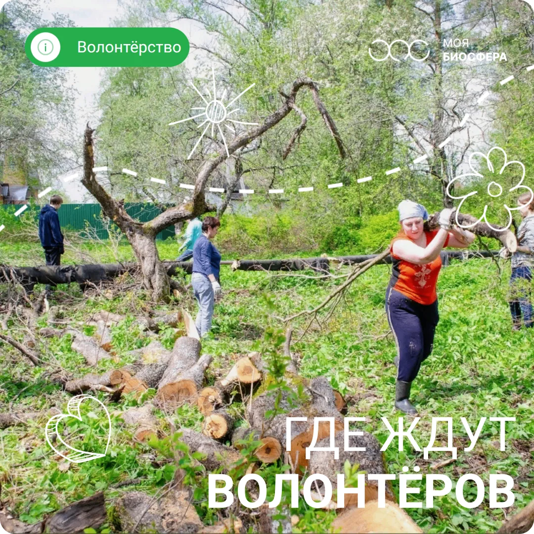 🌿 Хотите посадить лес на века?
