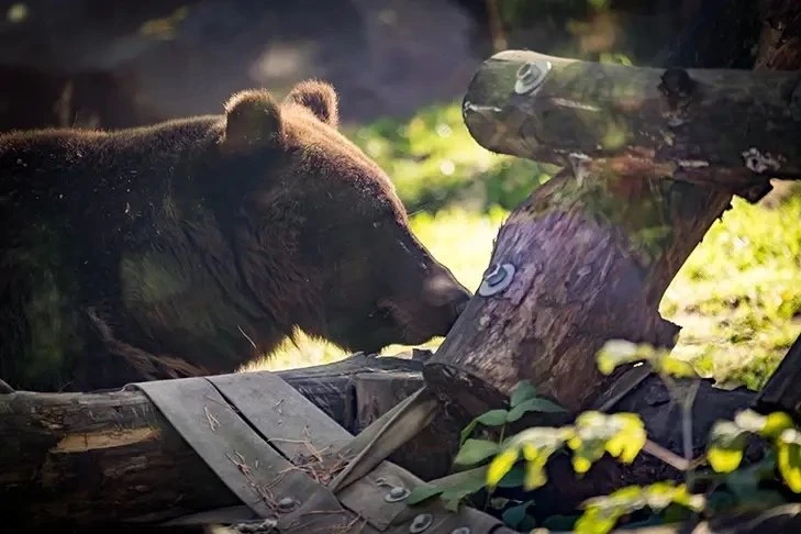 Названы основные причины нашествия медведей в Новосибирской области 🐻