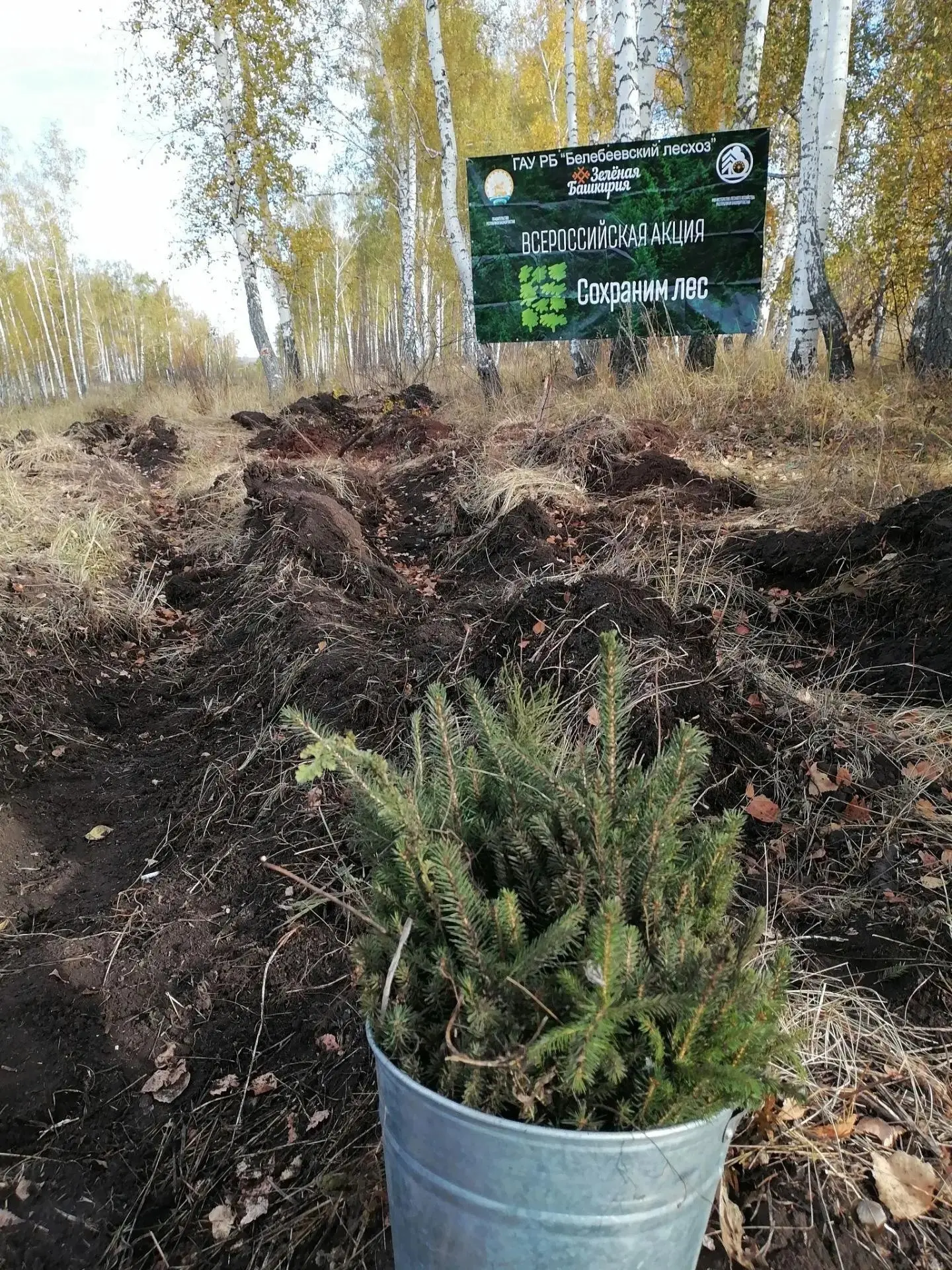 🌲В Белебеевском районе прошла акция «Сохраним лес». Она проводится в рамках федерально...