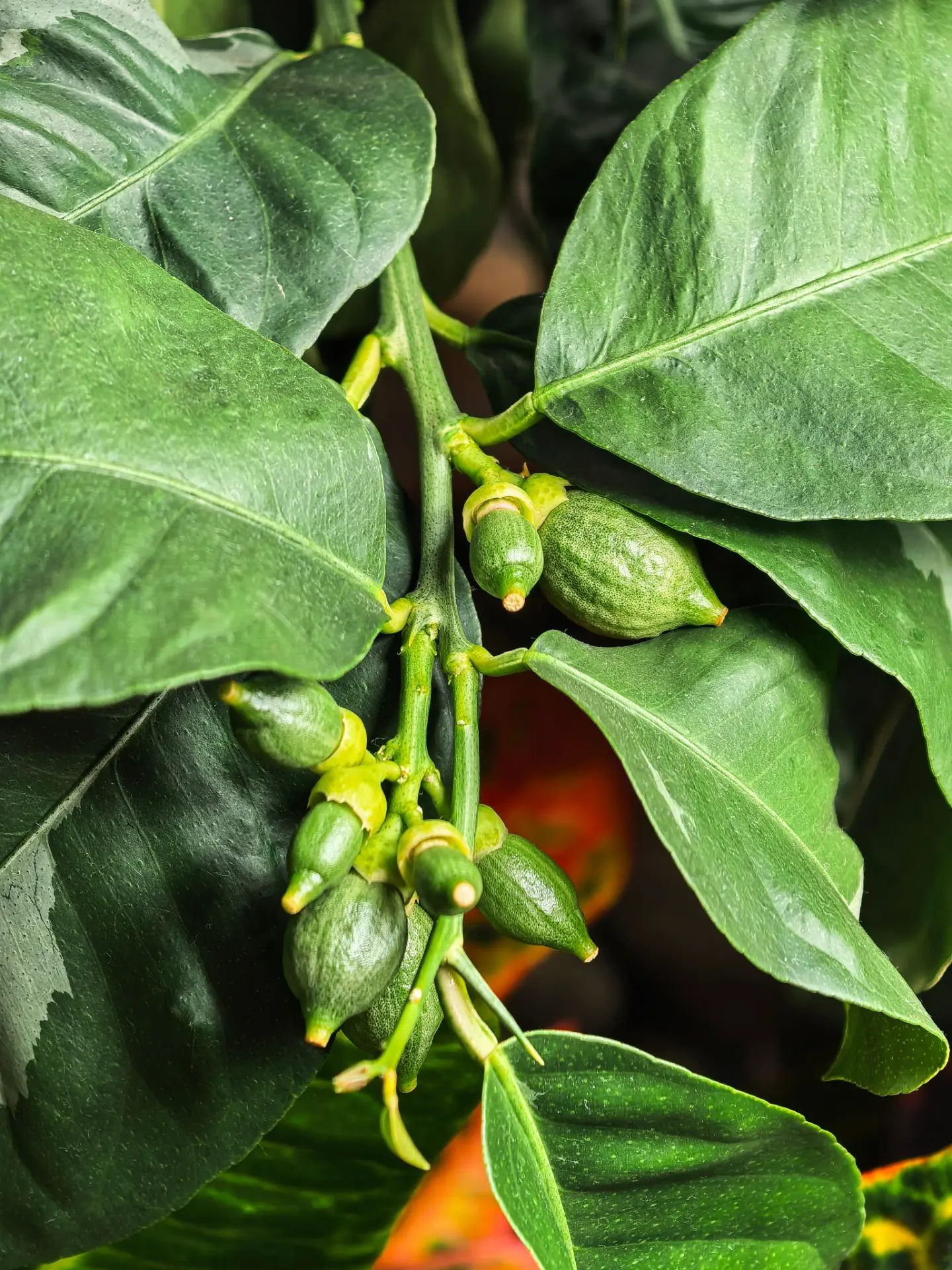Лимончики завязались после обильного цветения! 😍🍋