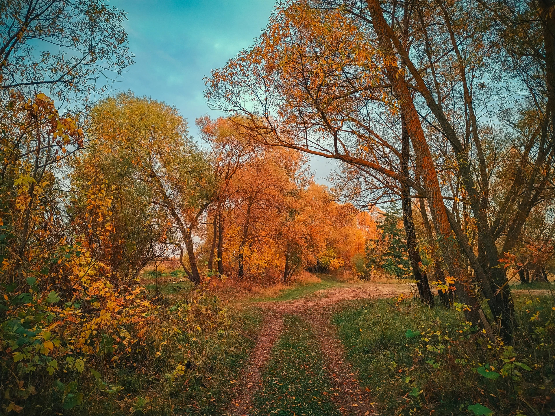 🍂 Краски осени. Фото: Александр Башкеев. #ПриродаСоловьиногоКрая