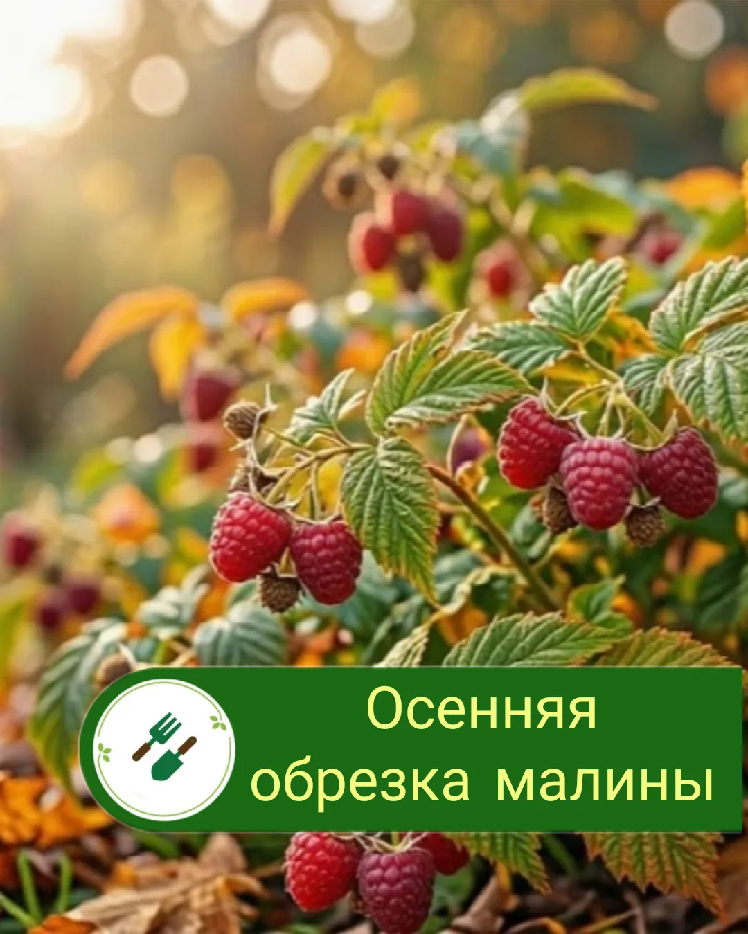 🍓 МАЛИНА ЛЕТНЯЯ И РЕМОНТАНТНАЯ: КАК ОБРЕЗАТЬ ОСЕНЬЮ?